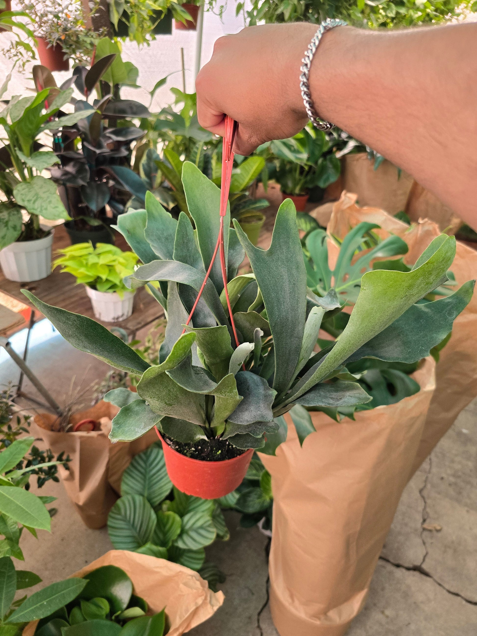 6 inch pot -Staghorn Fern- Very full bushy plant -(Cuerno de Venado) Platycerium biforcatum - Exotic Houseplant - Get similar - 🪴 Voelk Art & Plants Inc 🪴