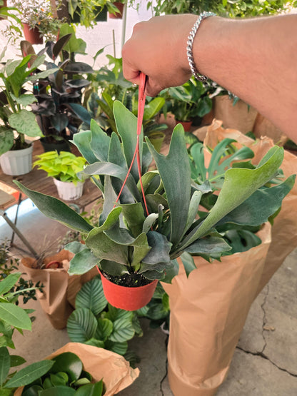 6 inch pot -Staghorn Fern- Very full bushy plant -(Cuerno de Venado) Platycerium biforcatum - Exotic Houseplant - Get similar - 🪴 Voelk Art & Plants Inc 🪴