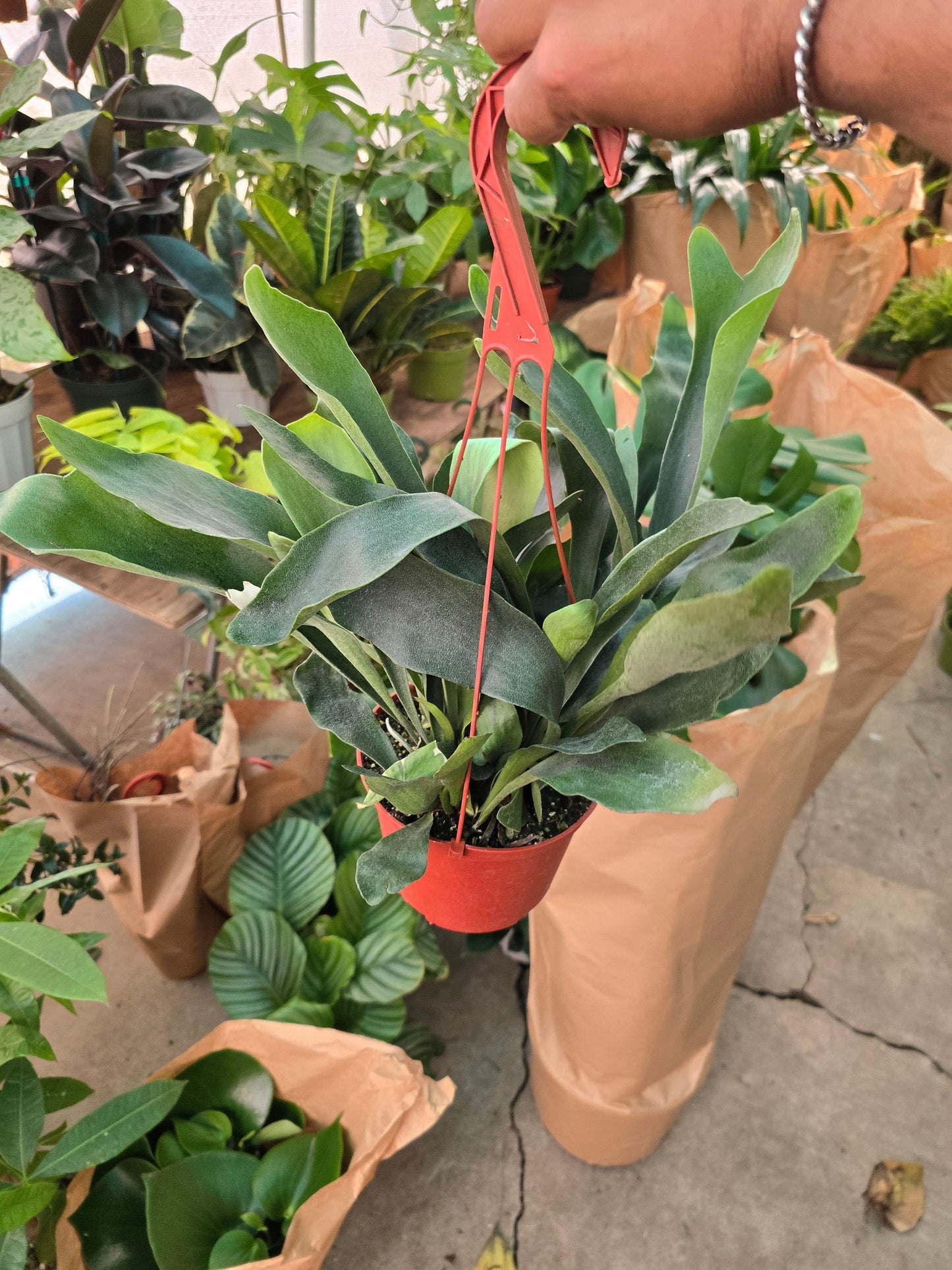6 inch pot -Staghorn Fern- Very full bushy plant -(Cuerno de Venado) Platycerium biforcatum - Exotic Houseplant - Get similar - 🪴 Voelk Art & Plants Inc 🪴