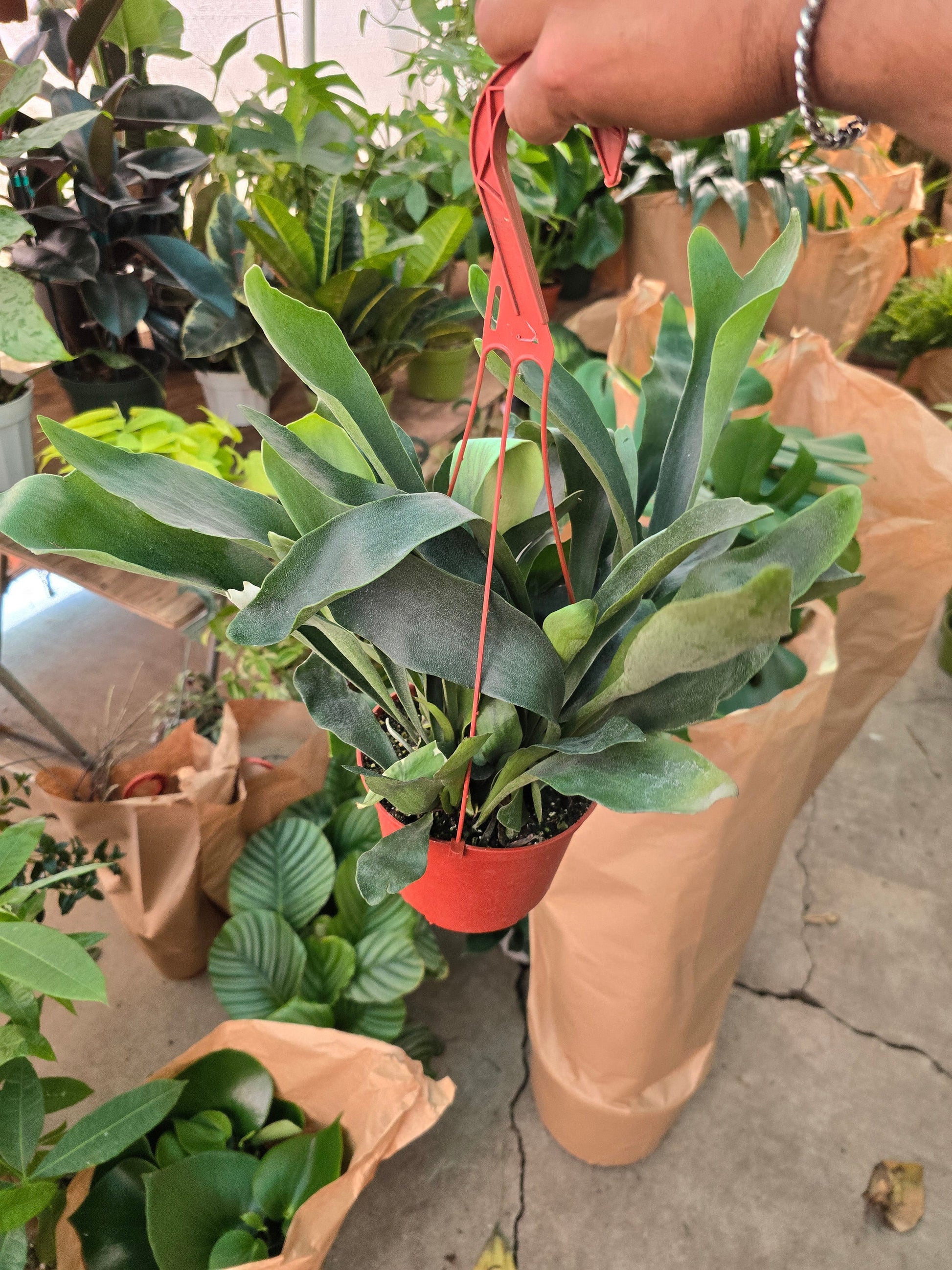 6 inch pot -Staghorn Fern- Very full bushy plant -(Cuerno de Venado) Platycerium biforcatum - Exotic Houseplant - Get similar - 🪴 Voelk Art & Plants Inc 🪴