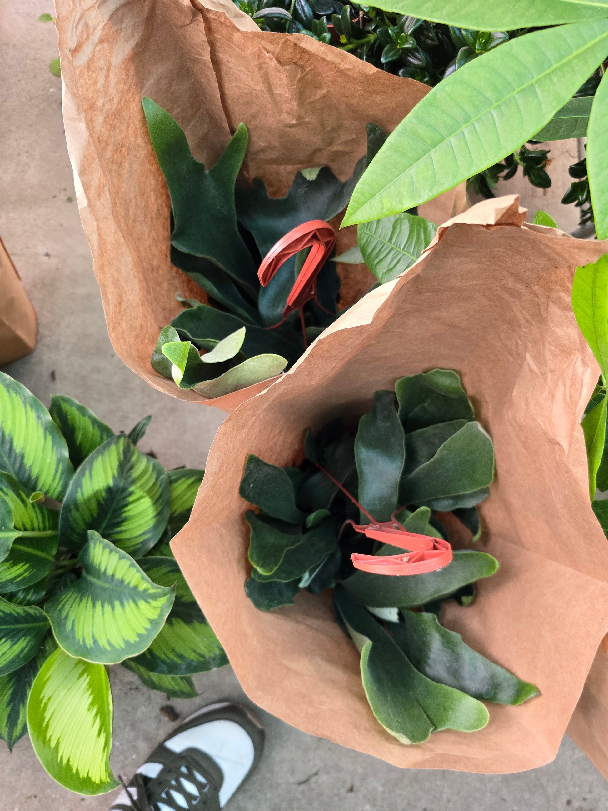 6 inch pot -Staghorn Fern- Very full bushy plant -(Cuerno de Venado) Platycerium biforcatum - Exotic Houseplant - Get similar - 🪴 Voelk Art & Plants Inc 🪴