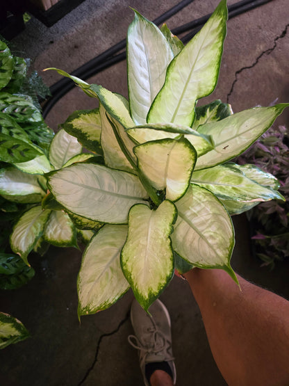 6 inch Pot - Super White Dieffenbachia, Indirect Sunlight, - Indoor outdoor - Air Purifier- get similar to the picture - 🪴 Voelk Art & Plants Inc 🪴