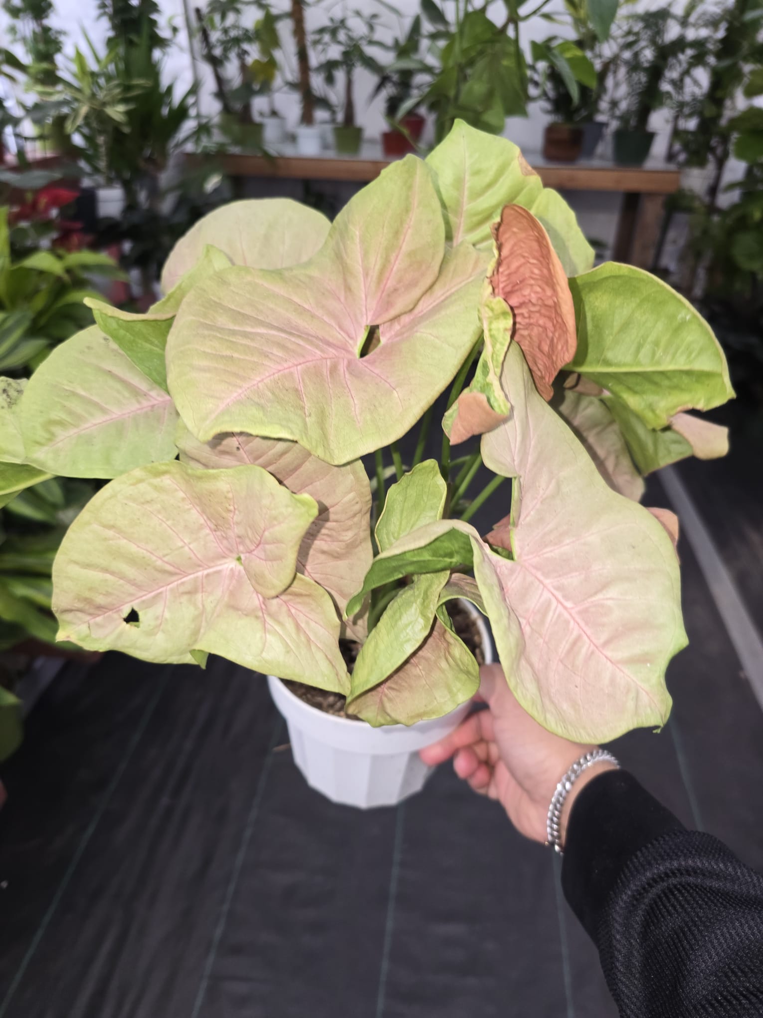6 inch Pot -Syngonium Pink Candy House Plant- Get Similar - 🪴 Voelk Art & Plants Inc 🪴