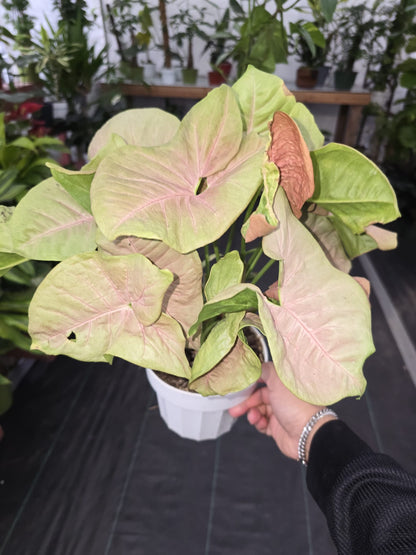 6 inch Pot -Syngonium Pink Candy House Plant- Get Similar - 🪴 Voelk Art & Plants Inc 🪴
