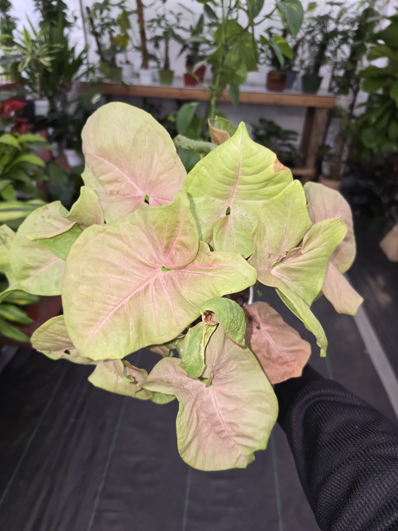 6 inch Pot -Syngonium Pink Candy House Plant- Get Similar - 🪴 Voelk Art & Plants Inc 🪴