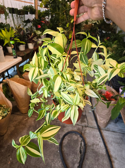 6 inch Pot - Tradescantia Pistachio White indoor and outdoor very full elegant plant - Get similar to the picture - 🪴 Voelk Art & Plants Inc 🪴
