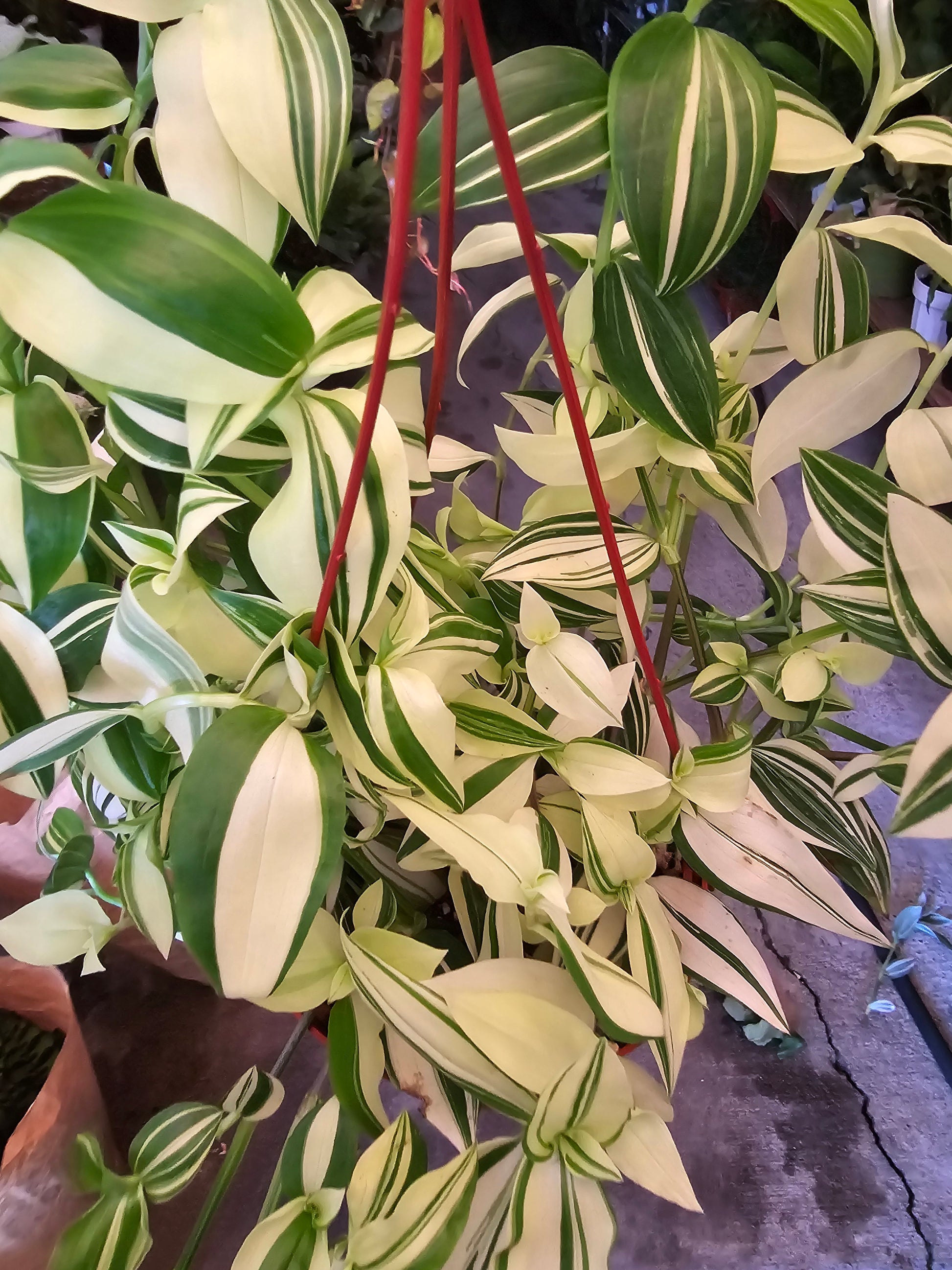 6 inch Pot - Tradescantia Pistachio White indoor and outdoor very full elegant plant - Get similar to the picture - 🪴 Voelk Art & Plants Inc 🪴