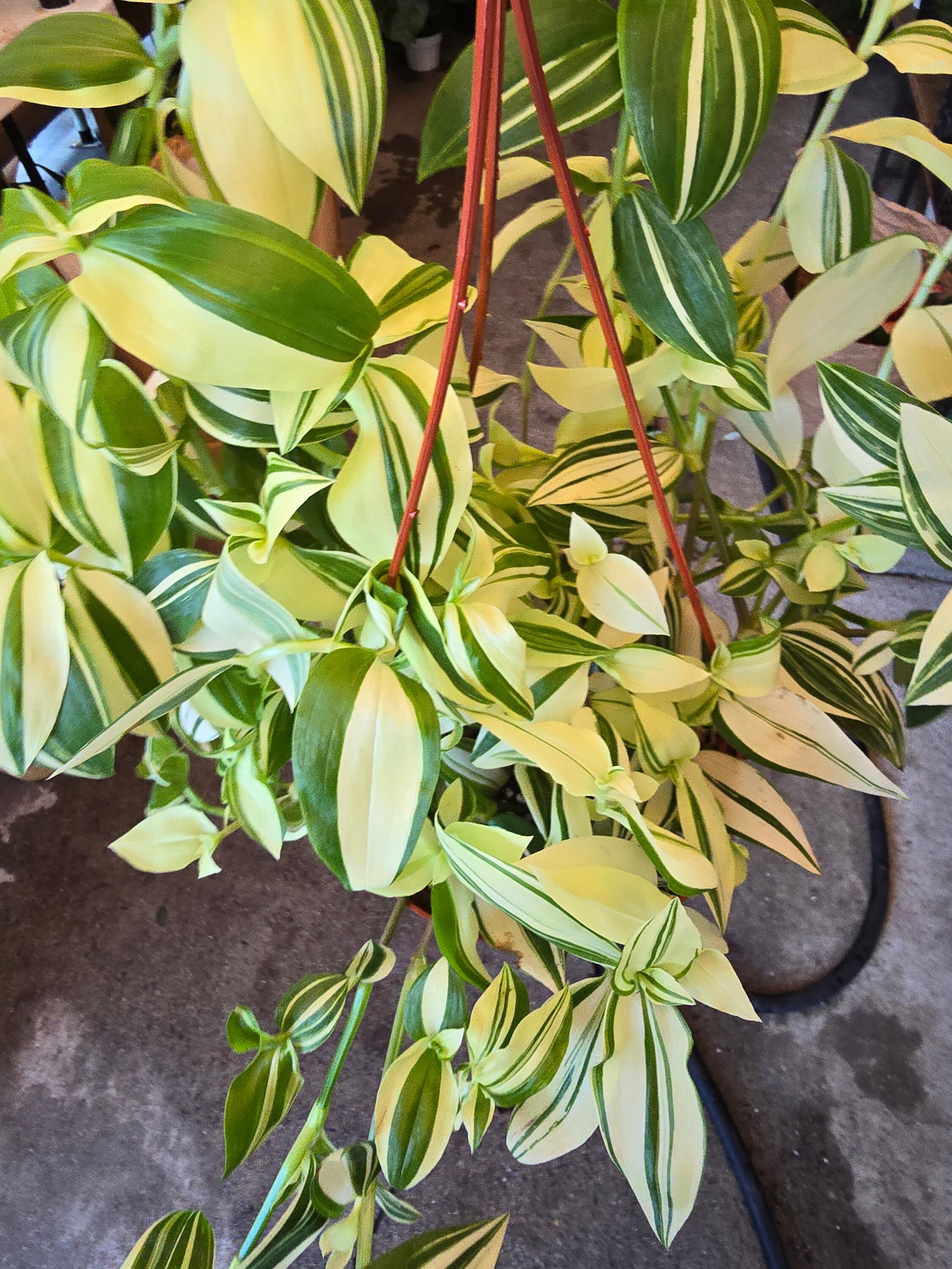 6 inch Pot - Tradescantia Pistachio White indoor and outdoor very full elegant plant - Get similar to the picture - 🪴 Voelk Art & Plants Inc 🪴