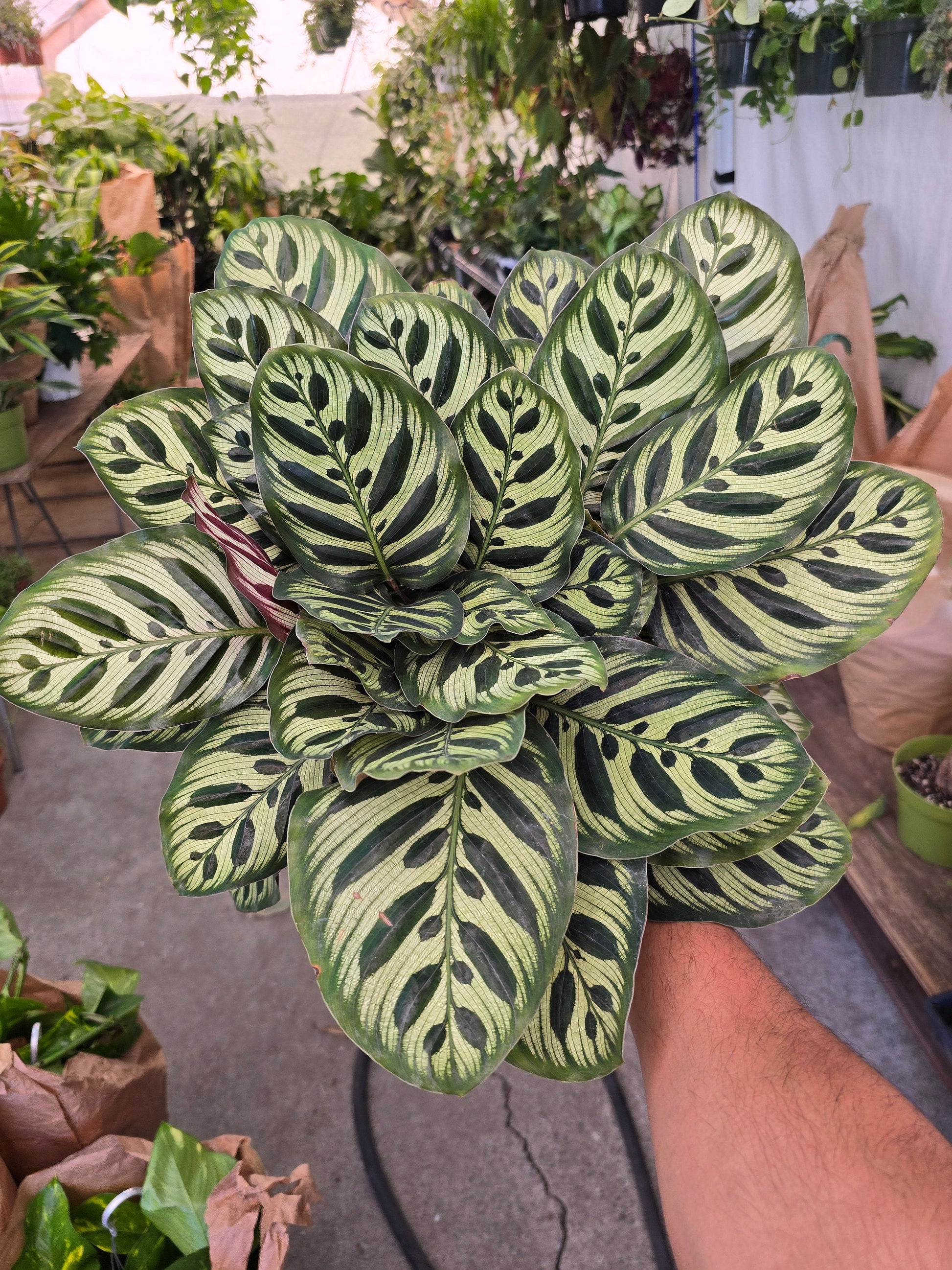 6 inch Pot- Very Full Calathea Makoyana 'Peacock Prayer Plant' - Indoor Plant- Get similar to the picture! - 🪴 Voelk Art & Plants Inc 🪴