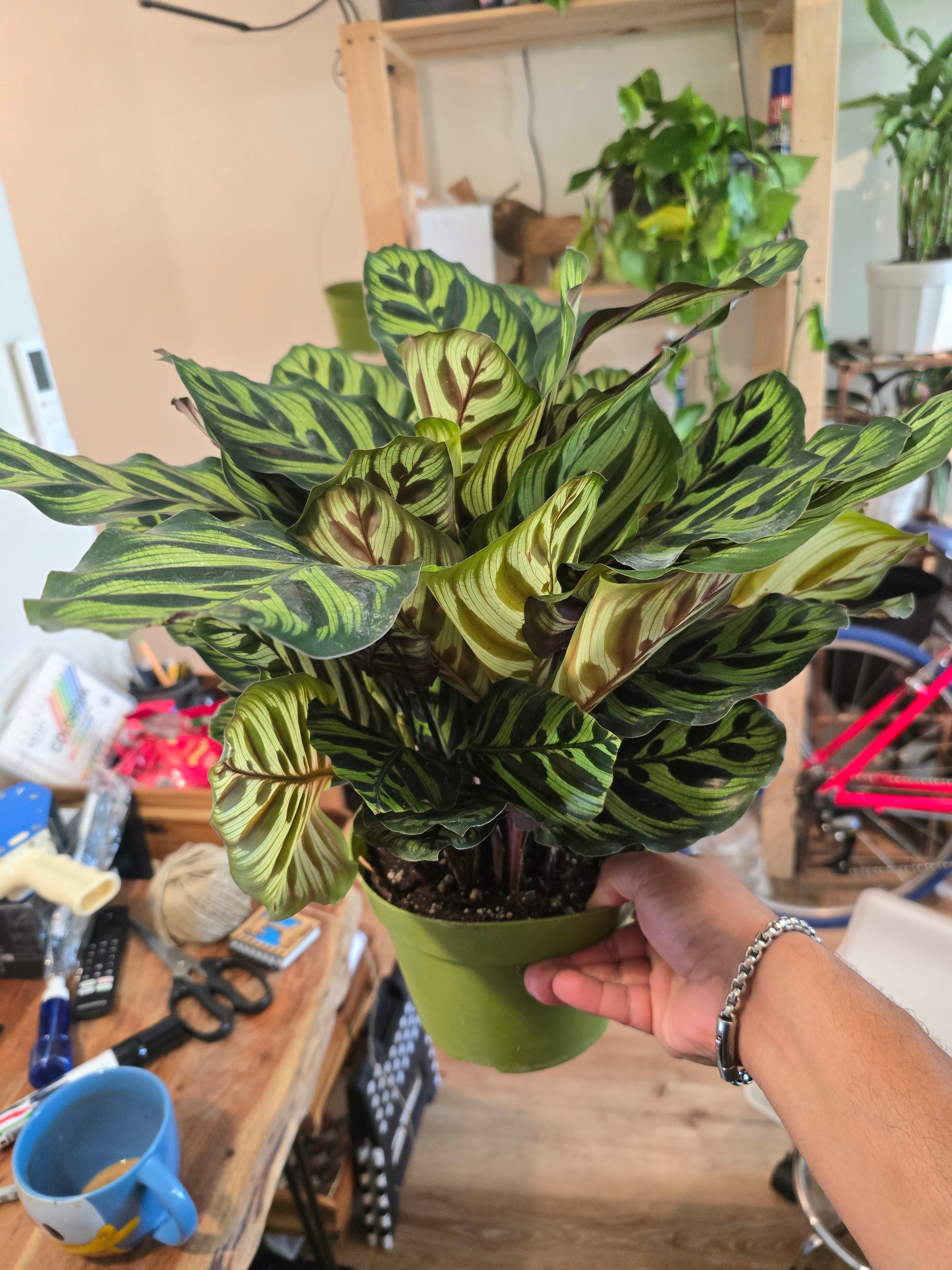 house plants calathea 6 inch Pot- Very Full Calathea Makoyana 'Peacock Prayer Plant'