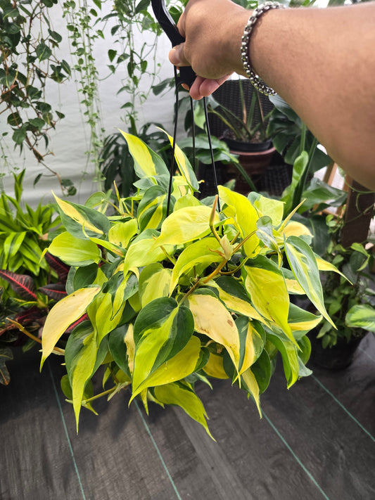 6 inch Pot - XL 5" strings or more Brazil Philodendron - Easy to Grow - Low Light - Get similar to picture! - 🪴 Voelk Art & Plants Inc 🪴
