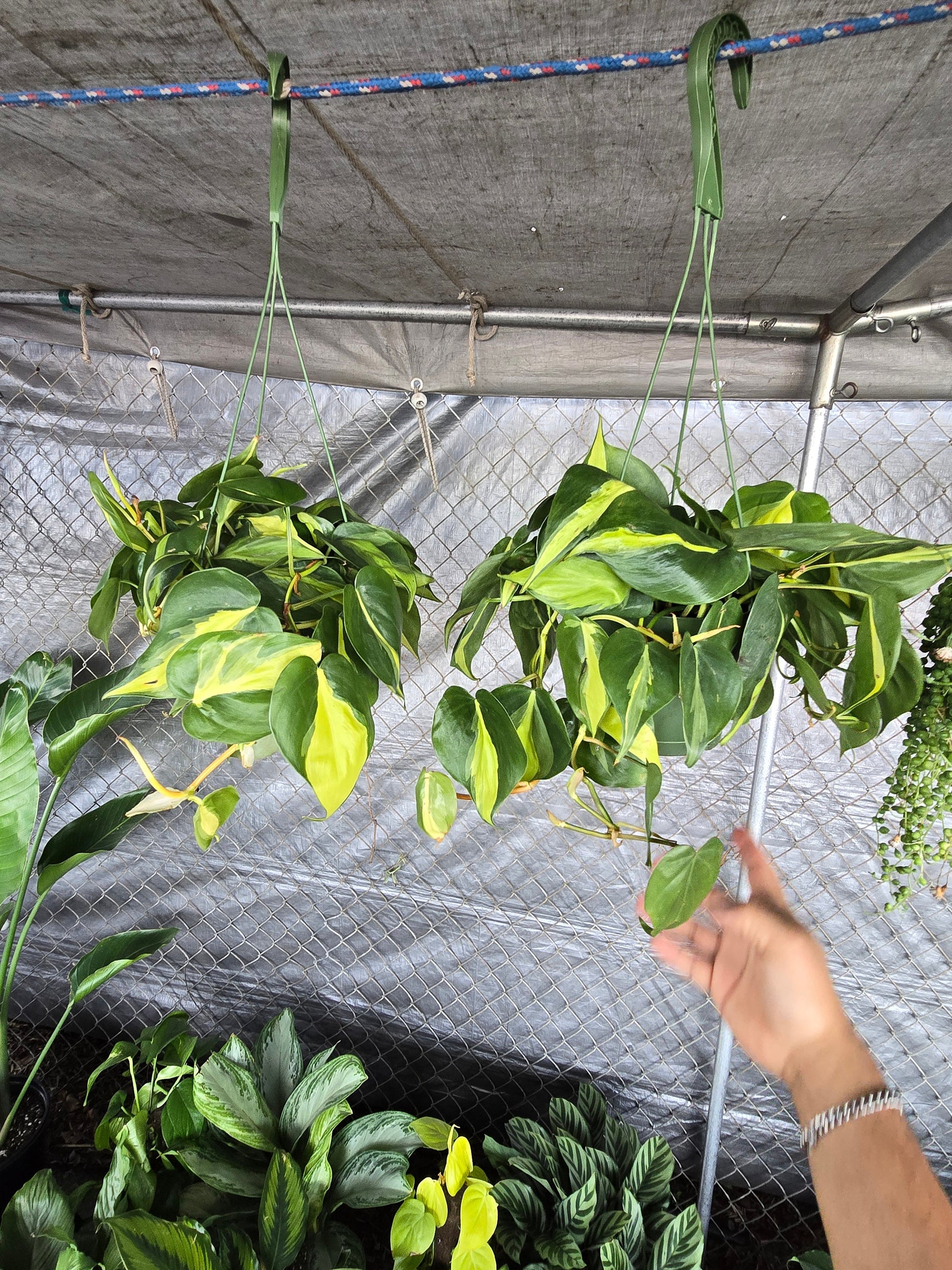 6 inch Pot - XL 5" strings or more Brazil Philodendron - Easy to Grow - Low Light - Get similar to picture! - 🪴 Voelk Art & Plants Inc 🪴