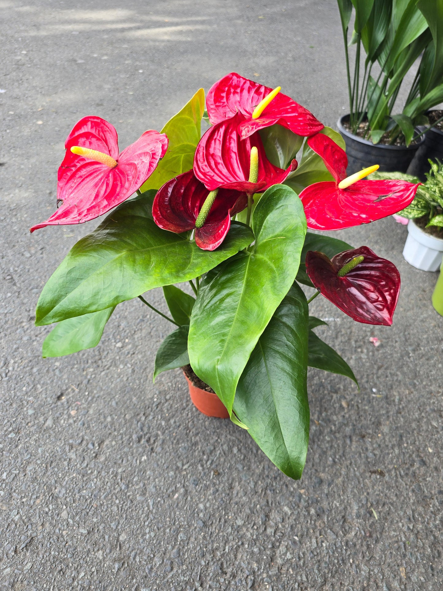 6 inch Pot XL Anthuriums Red Flower - Get similar to picture - 🪴 Voelk Art & Plants Inc 🪴