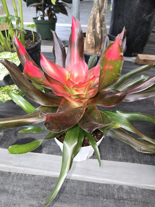 6 inch Pot - XL Live Plant Bromeliad Neoregelia (Medusa) - Get similar to the picture - 🪴 Voelk Art & Plants Inc 🪴