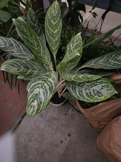 6 inch  Pot-XL plant Aglaonema Golden Madonna, Variegated, Easy Care Houseplant, Air-Purifying Indoor Plant - Get similar to the picture - 🪴 Voelk Art & Plants Inc 🪴