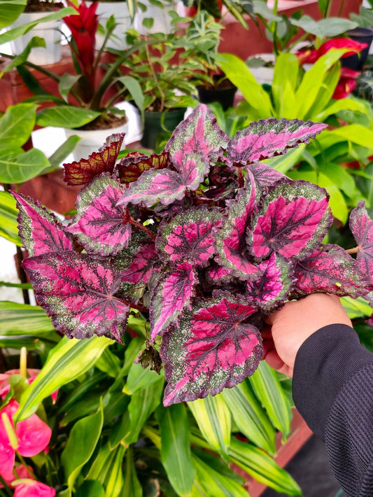 6 inchPot - Raspberry Beret, Begonia Rex, Painted-Leaf Winter Begonia, Unique Homegrown Exclusive, Variegated - in USA - 🪴 Voelk Art & Plants Inc 🪴