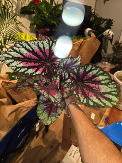 6 inchPot - Raspberry Beret, Begonia Rex, Painted-Leaf Winter Begonia, Unique Homegrown Exclusive, Variegated - in USA - 🪴 Voelk Art & Plants Inc 🪴