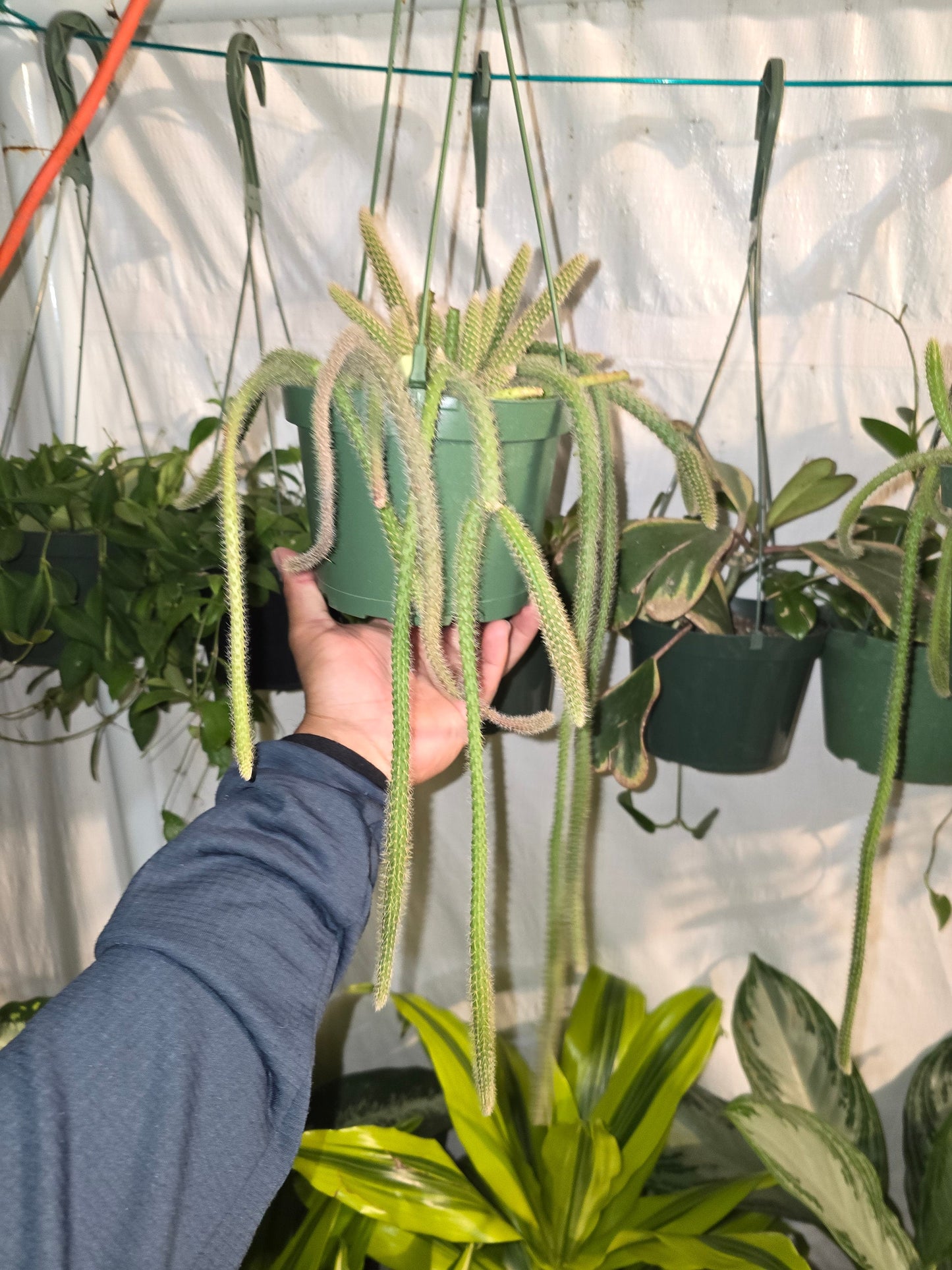 6"Pot-aporocacactus flagelliformis RAT tail Cactus Gives flowers on Spring/Summer- Get similar to pic - 🪴 Voelk Art & Plants Inc 🪴