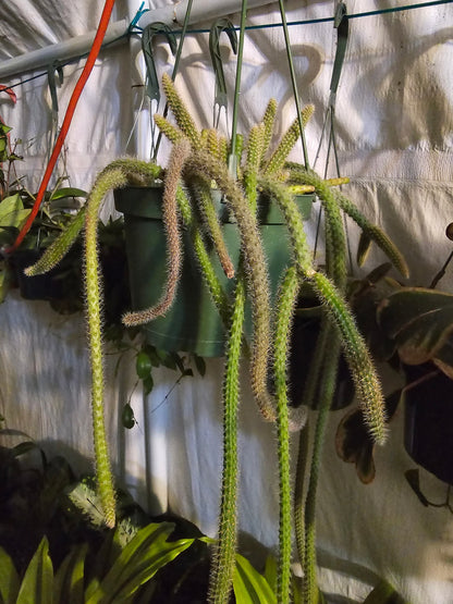 6"Pot-aporocacactus flagelliformis RAT tail Cactus Gives flowers on Spring/Summer- Get similar to pic - 🪴 Voelk Art & Plants Inc 🪴