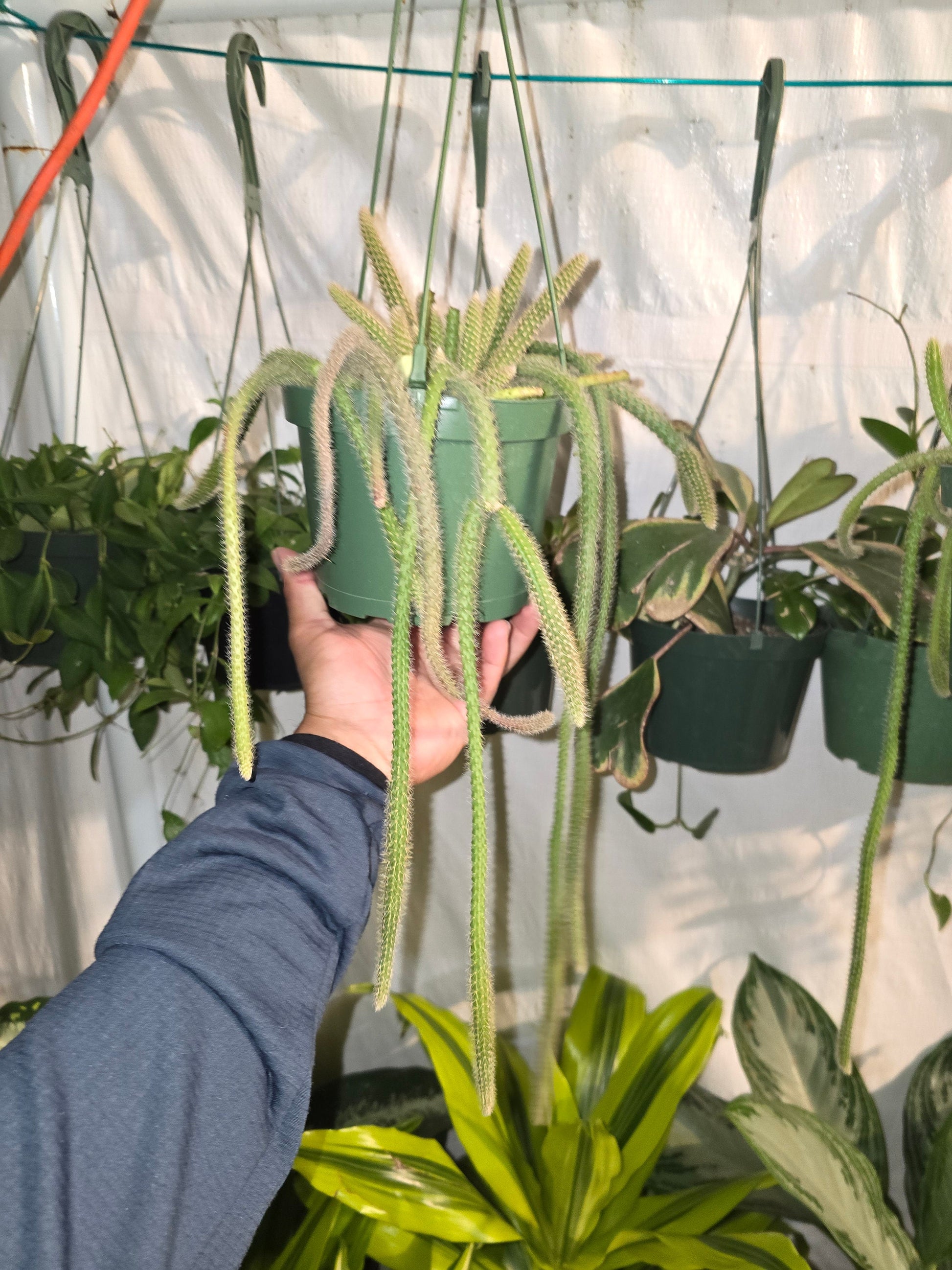 6"Pot-aporocacactus flagelliformis RAT tail Cactus Gives flowers on Spring/Summer- Get similar to pic - 🪴 Voelk Art & Plants Inc 🪴