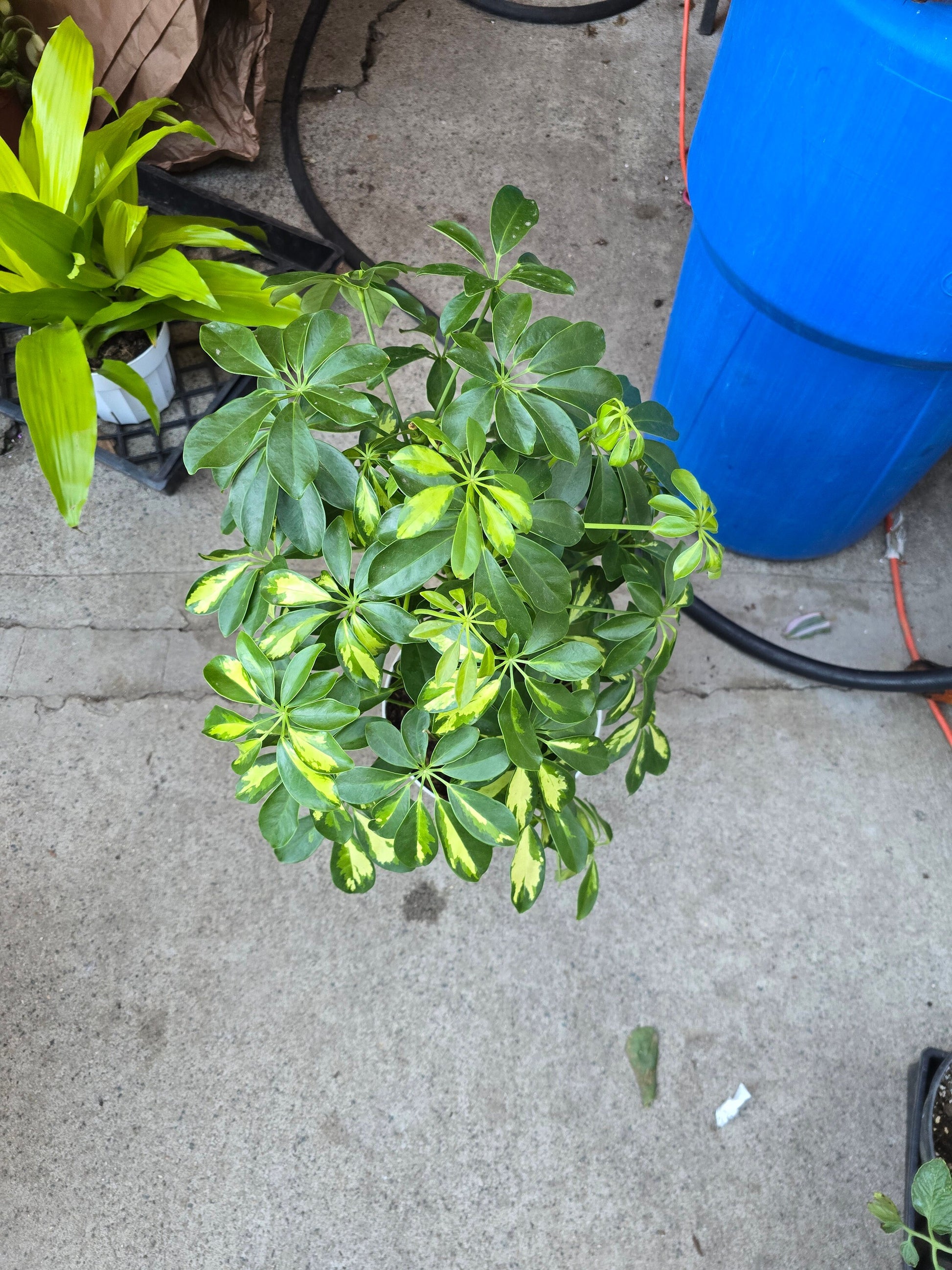 8 inch pot 25-30" ish tall -Schefflera Arboricola 'Gold Capella', air Purifier great indoor small tree- Get similar to the picture - 🪴 Voelk Art & Plants Inc 🪴
