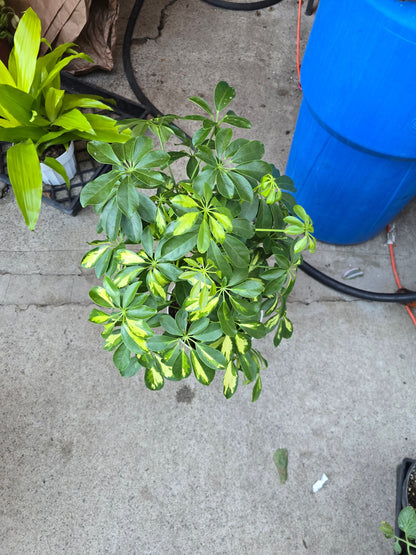 8 inch pot 25-30" ish tall -Schefflera Arboricola 'Gold Capella', air Purifier great indoor small tree- Get similar to the picture - 🪴 Voelk Art & Plants Inc 🪴