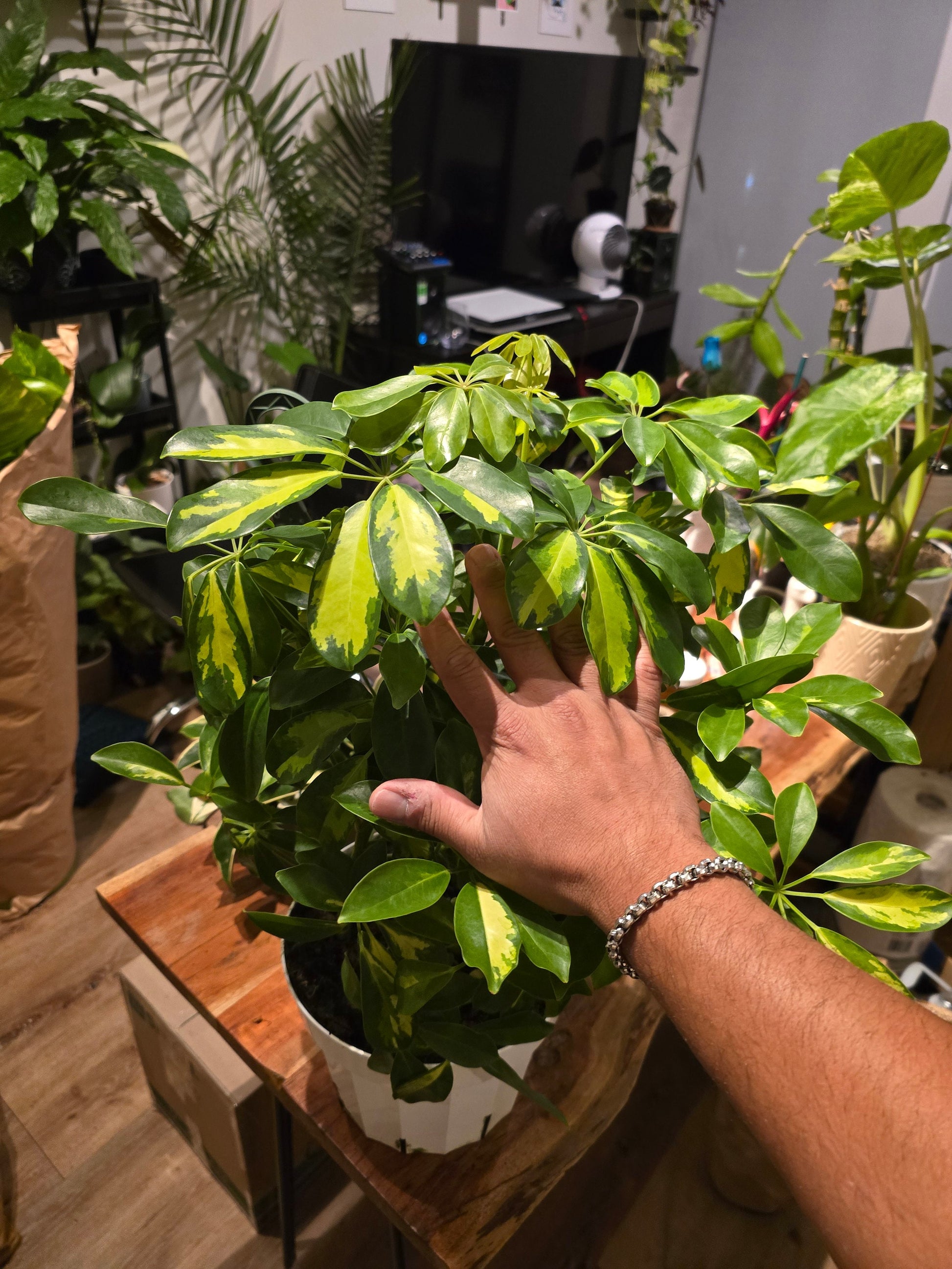 8 inch pot 25-30" ish tall -Schefflera Arboricola 'Gold Capella', air Purifier great indoor small tree- Get similar to the picture - 🪴 Voelk Art & Plants Inc 🪴