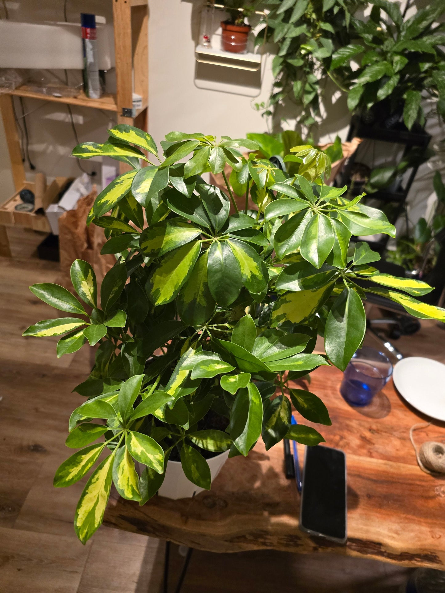 8 inch pot 25-30" ish tall -Schefflera Arboricola 'Gold Capella', air Purifier great indoor small tree- Get similar to the picture - 🪴 Voelk Art & Plants Inc 🪴