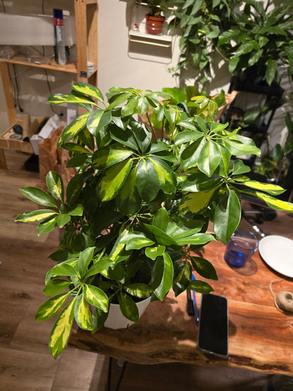 8 inch pot 25-30" ish tall -Schefflera Arboricola 'Gold Capella', air Purifier great indoor small tree- Get similar to the picture - 🪴 Voelk Art & Plants Inc 🪴