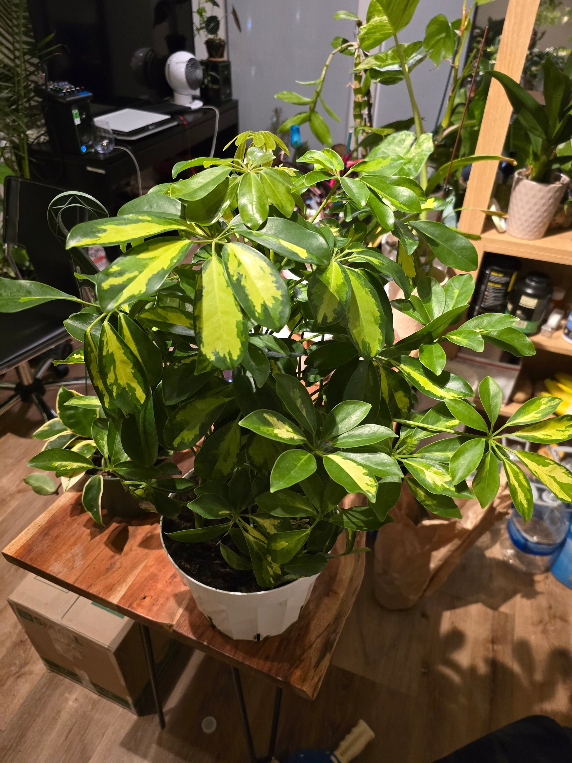 8 inch pot 25-30" ish tall -Schefflera Arboricola 'Gold Capella', air Purifier great indoor small tree- Get similar to the picture - 🪴 Voelk Art & Plants Inc 🪴