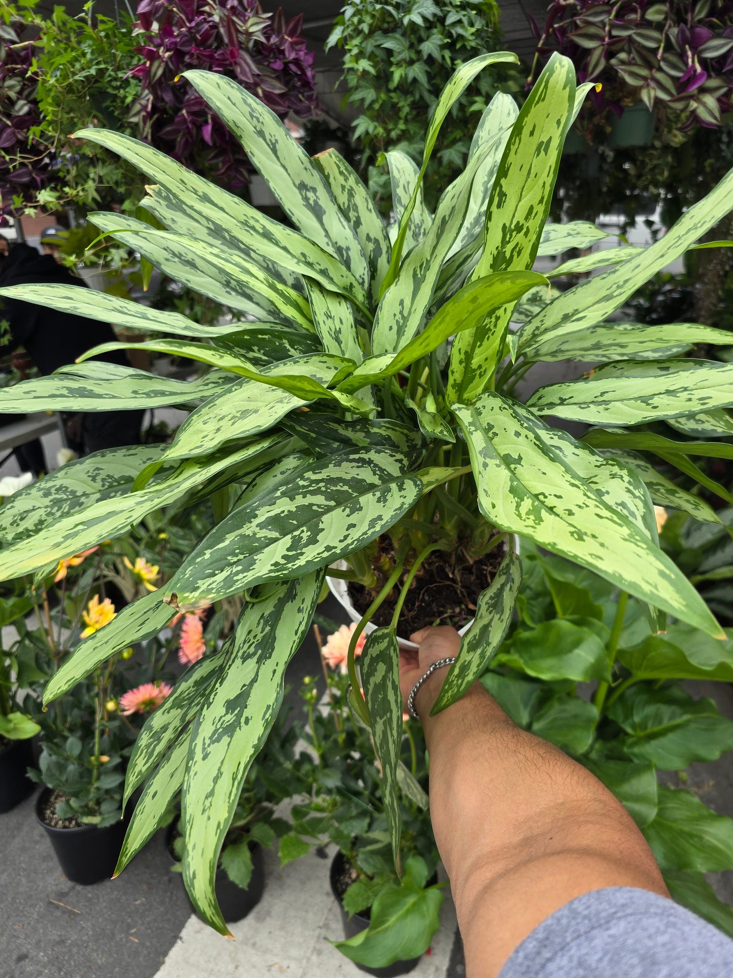 8 inch Pot- Big XL plant Aglaomena Silver Queen, great for indoor easy care - Get similar to the picture - 🪴 Voelk Art & Plants Inc 🪴