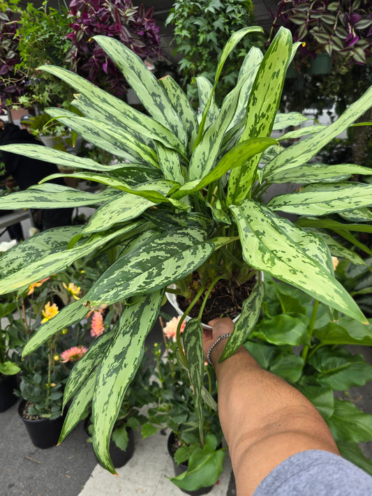 8 inch Pot- Big XL plant Aglaomena Silver Queen, great for indoor easy care - Get similar to the picture - 🪴 Voelk Art & Plants Inc 🪴