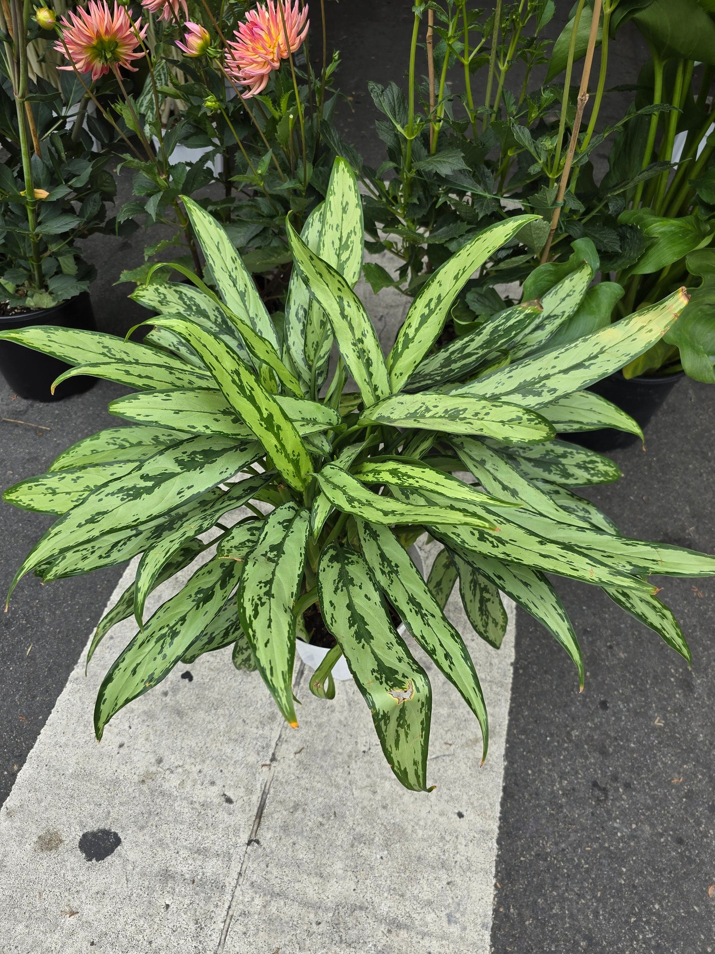 8 inch Pot- Big XL plant Aglaomena Silver Queen, great for indoor easy care - Get similar to the picture - 🪴 Voelk Art & Plants Inc 🪴