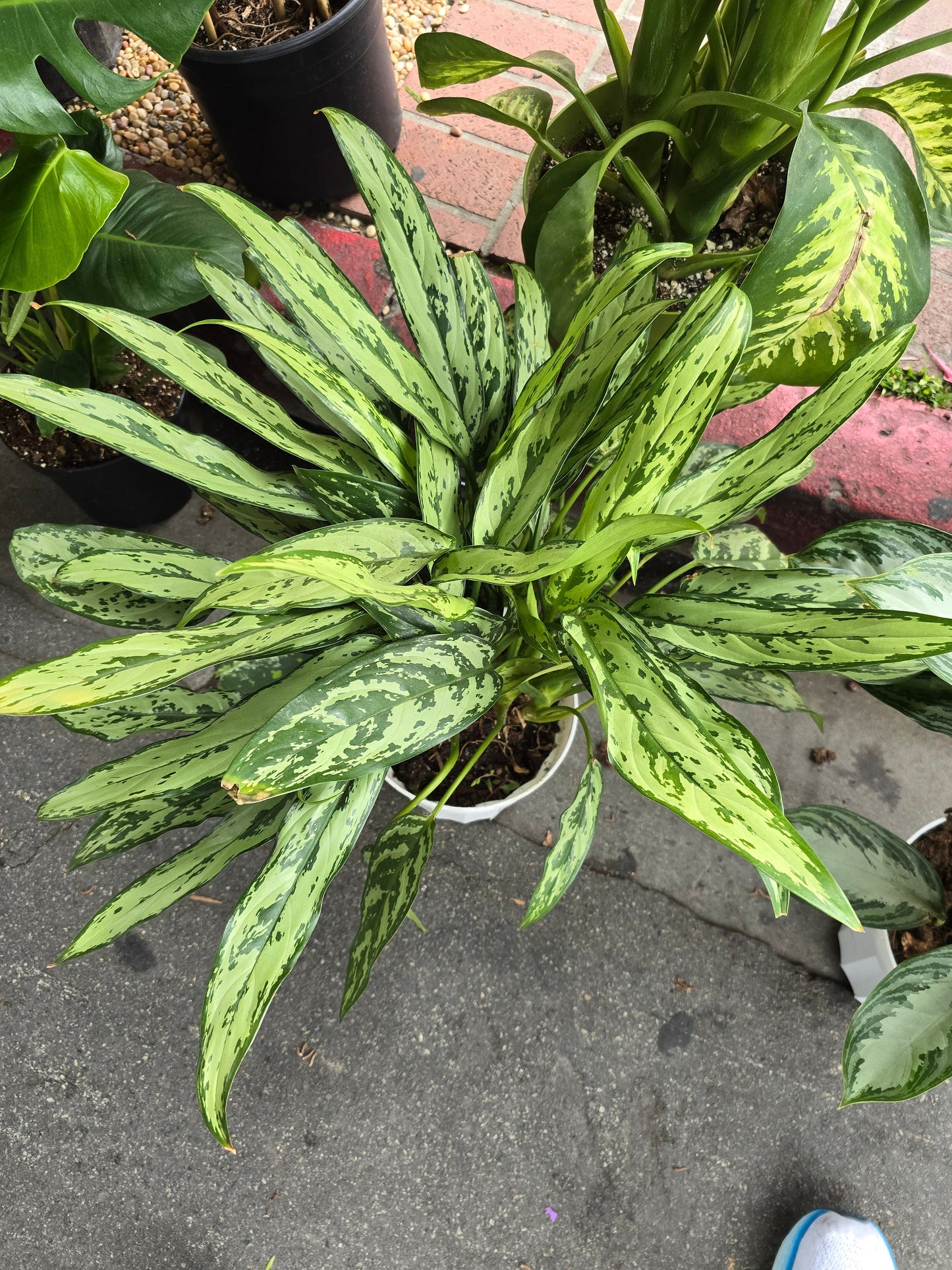8 inch Pot- Big XL plant Aglaomena Silver Queen, great for indoor easy care - Get similar to the picture - 🪴 Voelk Art & Plants Inc 🪴
