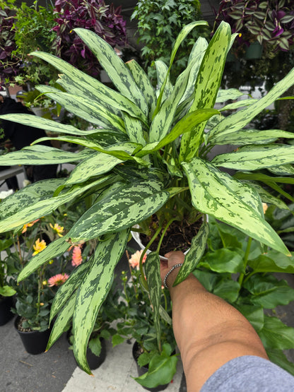 8 inch Pot- Big XL plant Aglaomena Silver Queen, great for indoor easy care - Get similar to the picture - 🪴 Voelk Art & Plants Inc 🪴
