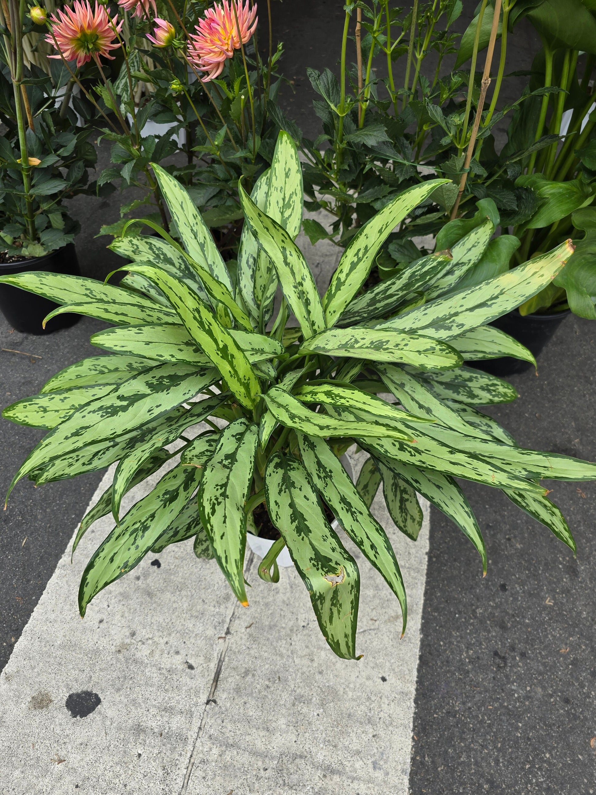 8 inch Pot- Big XL plant Aglaomena Silver Queen, great for indoor easy care - Get similar to the picture - 🪴 Voelk Art & Plants Inc 🪴