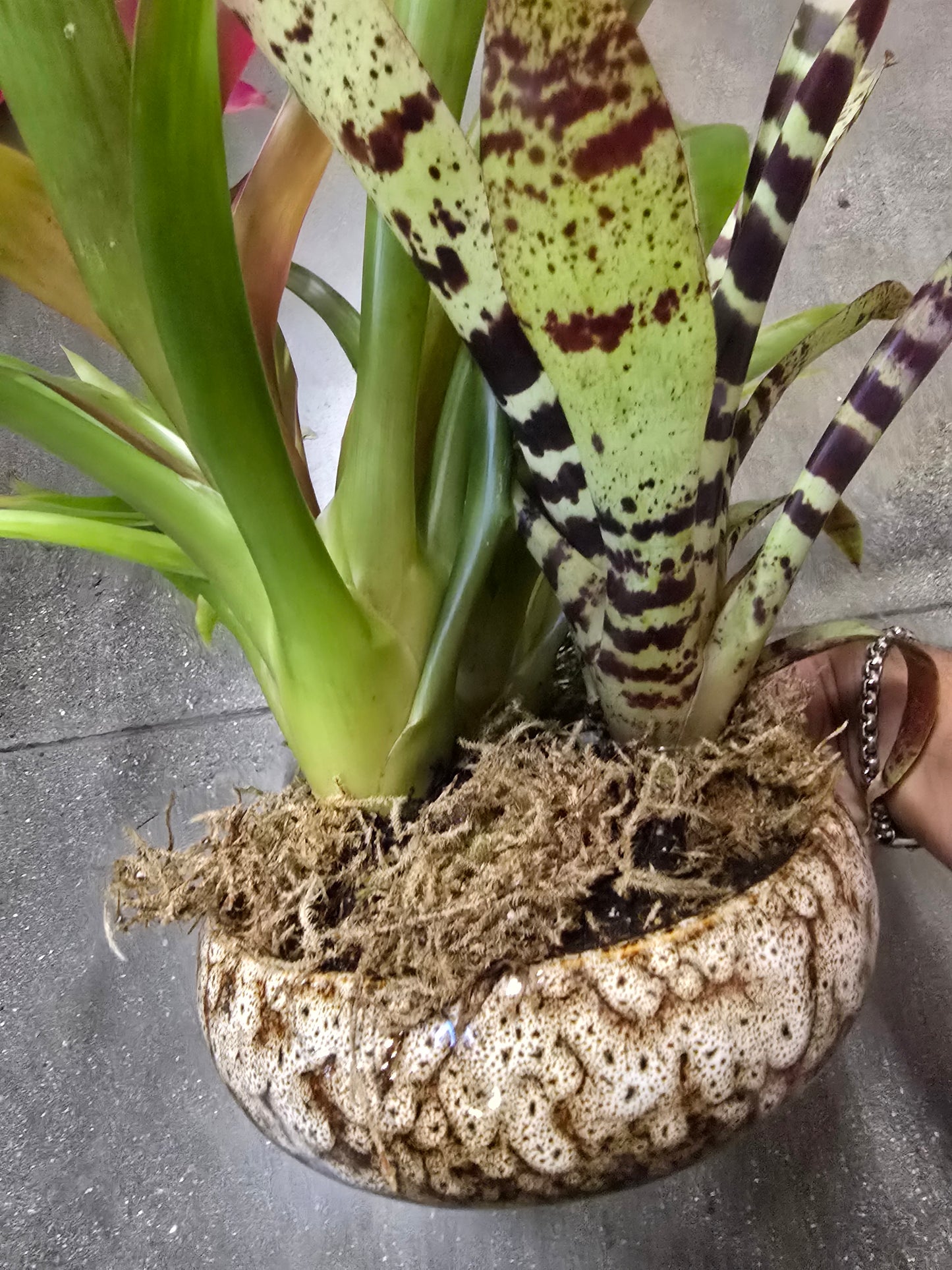 8 inch Pot- Bromelia Mix Gift plant Indoor - Get similar - 🪴 Voelk Art & Plants Inc 🪴