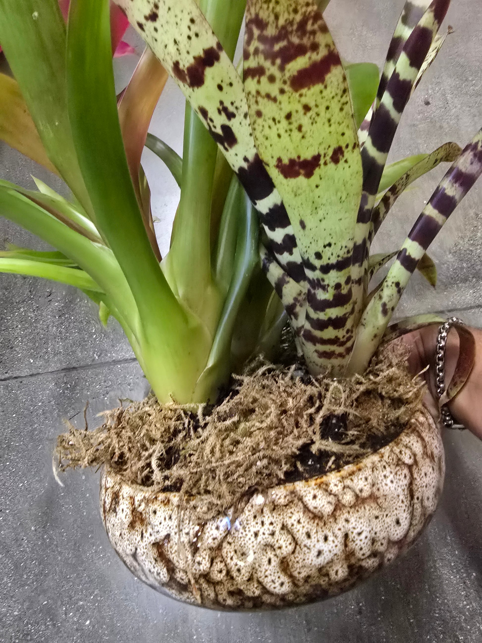 8 inch Pot- Bromelia Mix Gift plant Indoor - Get similar - 🪴 Voelk Art & Plants Inc 🪴