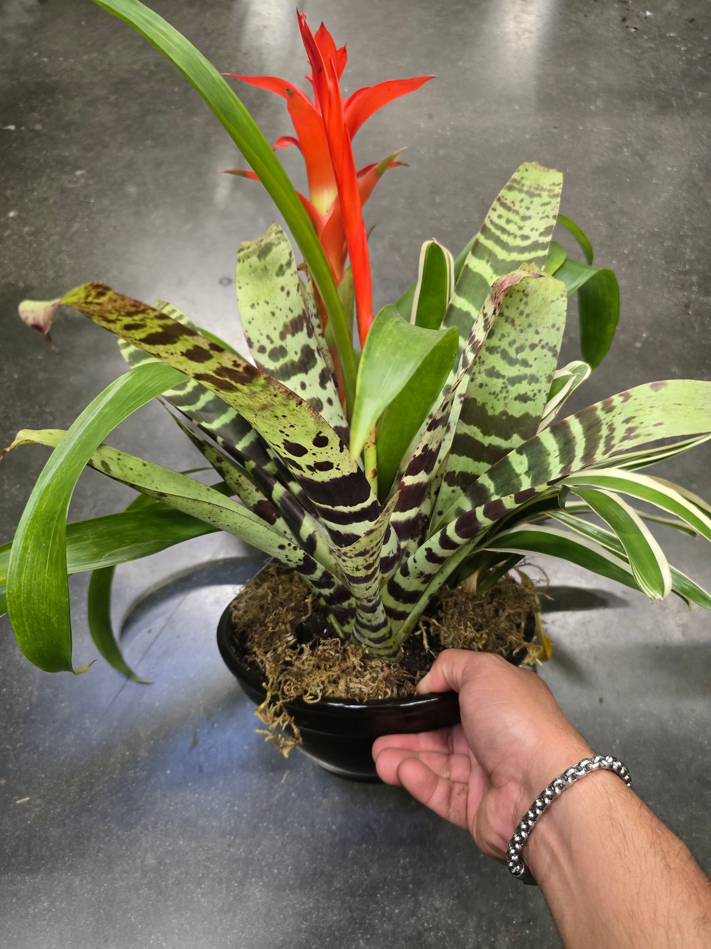 8 inch Pot- Bromelia Mix Gift plant Indoor - Get similar - 🪴 Voelk Art & Plants Inc 🪴
