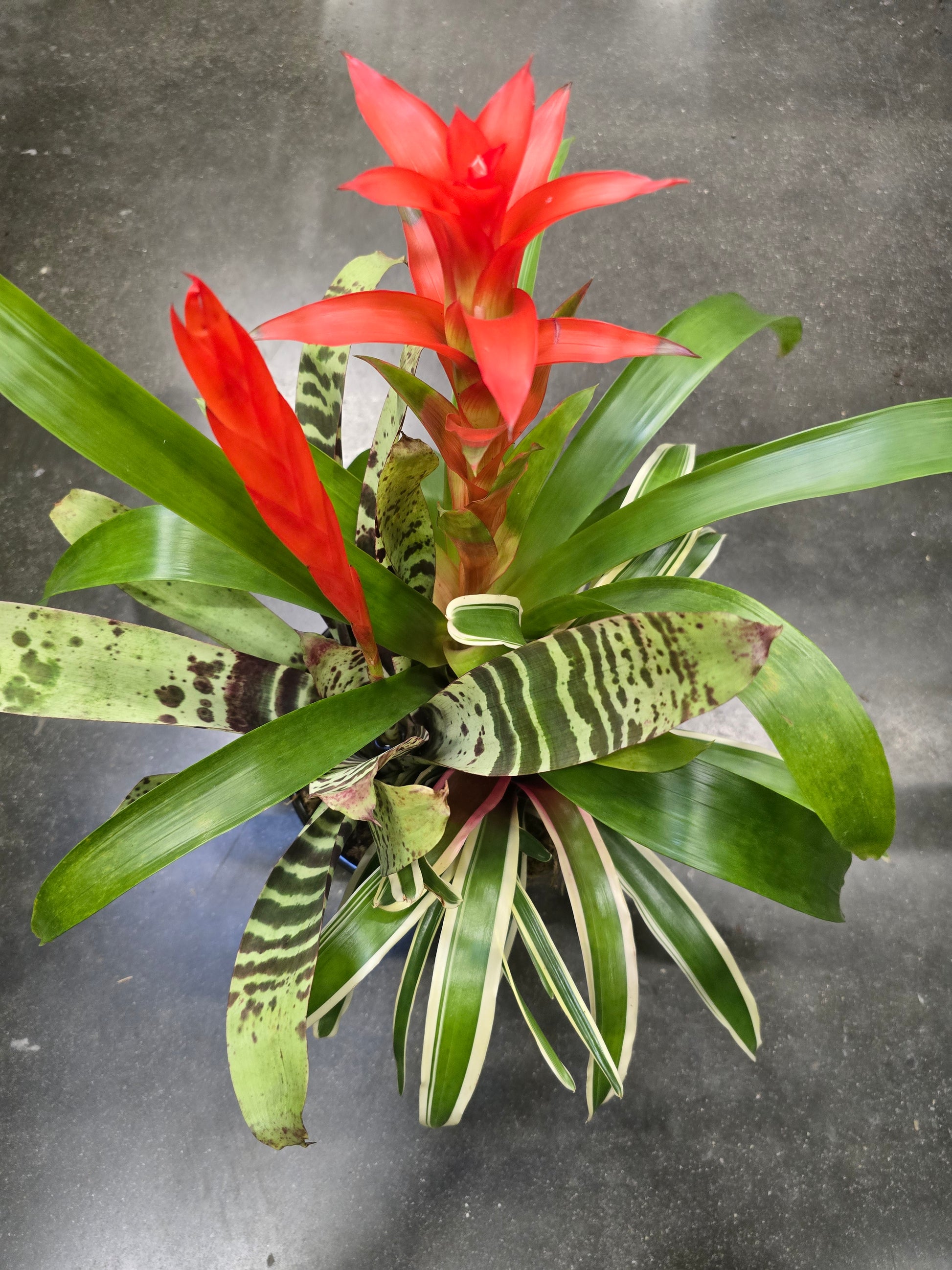 8 inch Pot- Bromelia Mix Gift plant Indoor - Get similar - 🪴 Voelk Art & Plants Inc 🪴