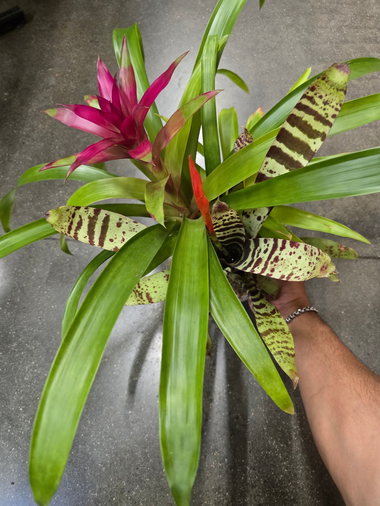8 inch Pot- Bromelia Mix Gift plant Indoor - Get similar - 🪴 Voelk Art & Plants Inc 🪴