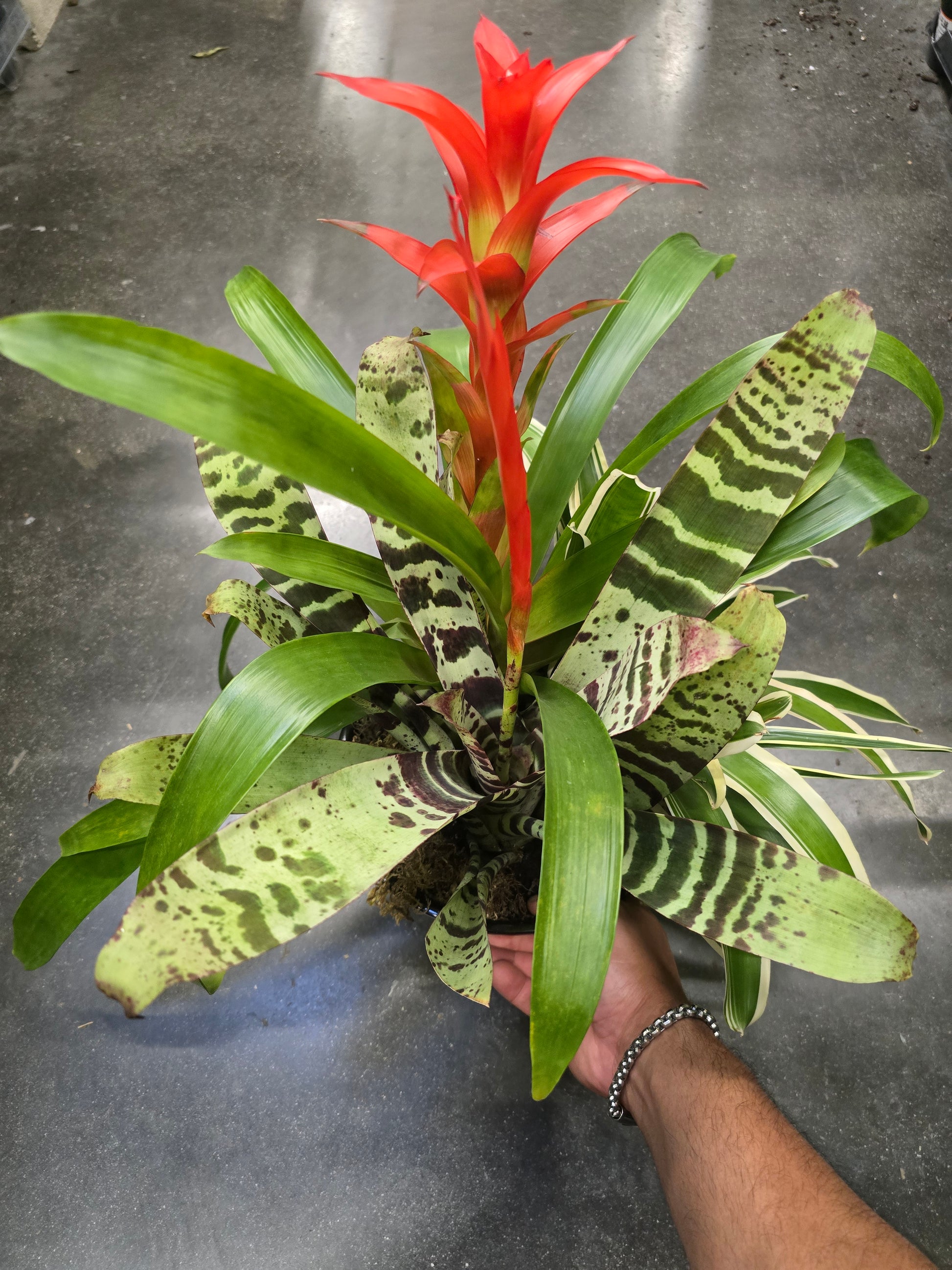 8 inch Pot- Bromelia Mix Gift plant Indoor - Get similar - 🪴 Voelk Art & Plants Inc 🪴