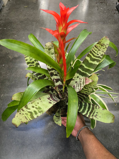 8 inch Pot- Bromelia Mix Gift plant Indoor - Get similar - 🪴 Voelk Art & Plants Inc 🪴
