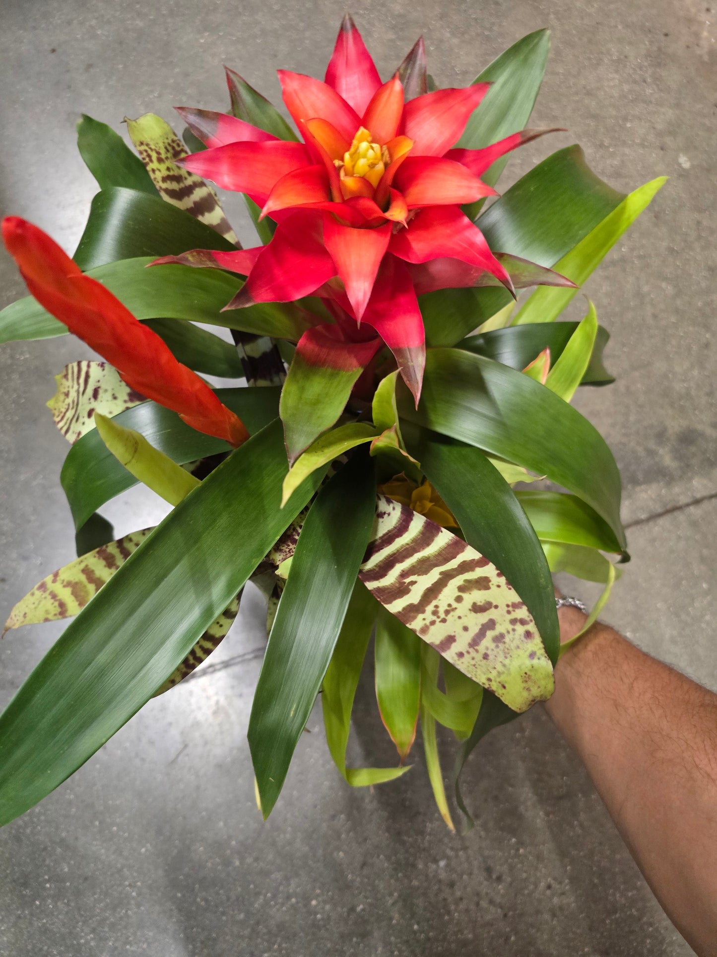 8 inch Pot- Bromelia Mix Gift plant Indoor - Get similar - 🪴 Voelk Art & Plants Inc 🪴