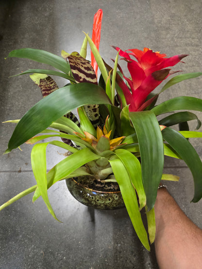 8 inch Pot- Bromelia Mix Gift plant Indoor - Get similar - 🪴 Voelk Art & Plants Inc 🪴