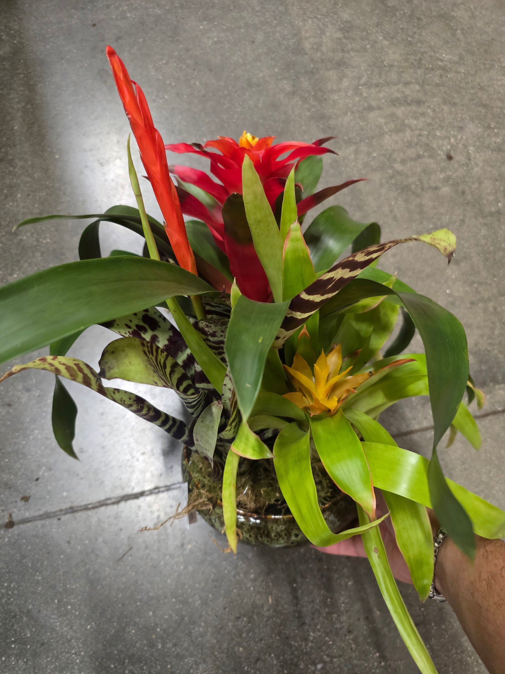 8 inch Pot- Bromelia Mix Gift plant Indoor - Get similar - 🪴 Voelk Art & Plants Inc 🪴