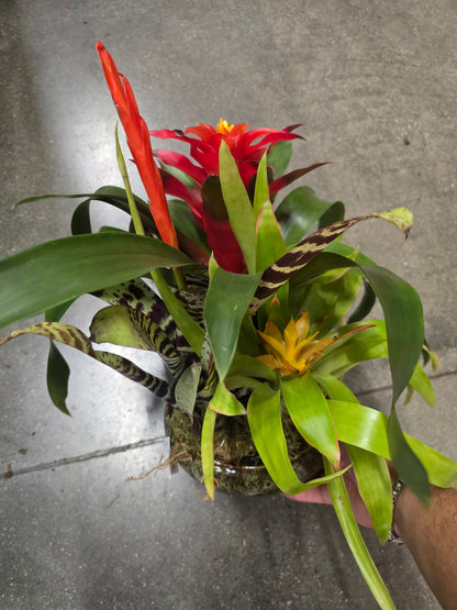 8 inch Pot- Bromelia Mix Gift plant Indoor - Get similar - 🪴 Voelk Art & Plants Inc 🪴