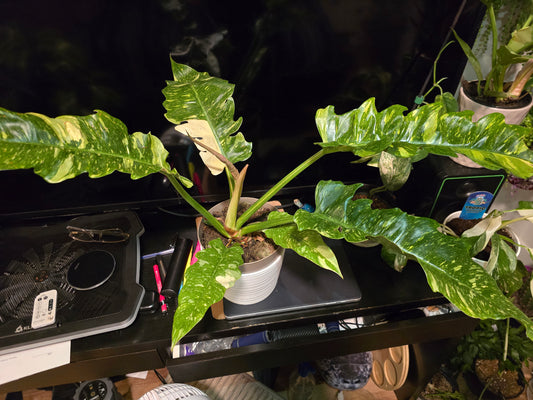 8 inch Pot, Exact plant - Philodendron  'Ring Of Fire', indoor Good Quality picture taken Sep 22, 2024 - 🪴 Voelk Art & Plants Inc 🪴