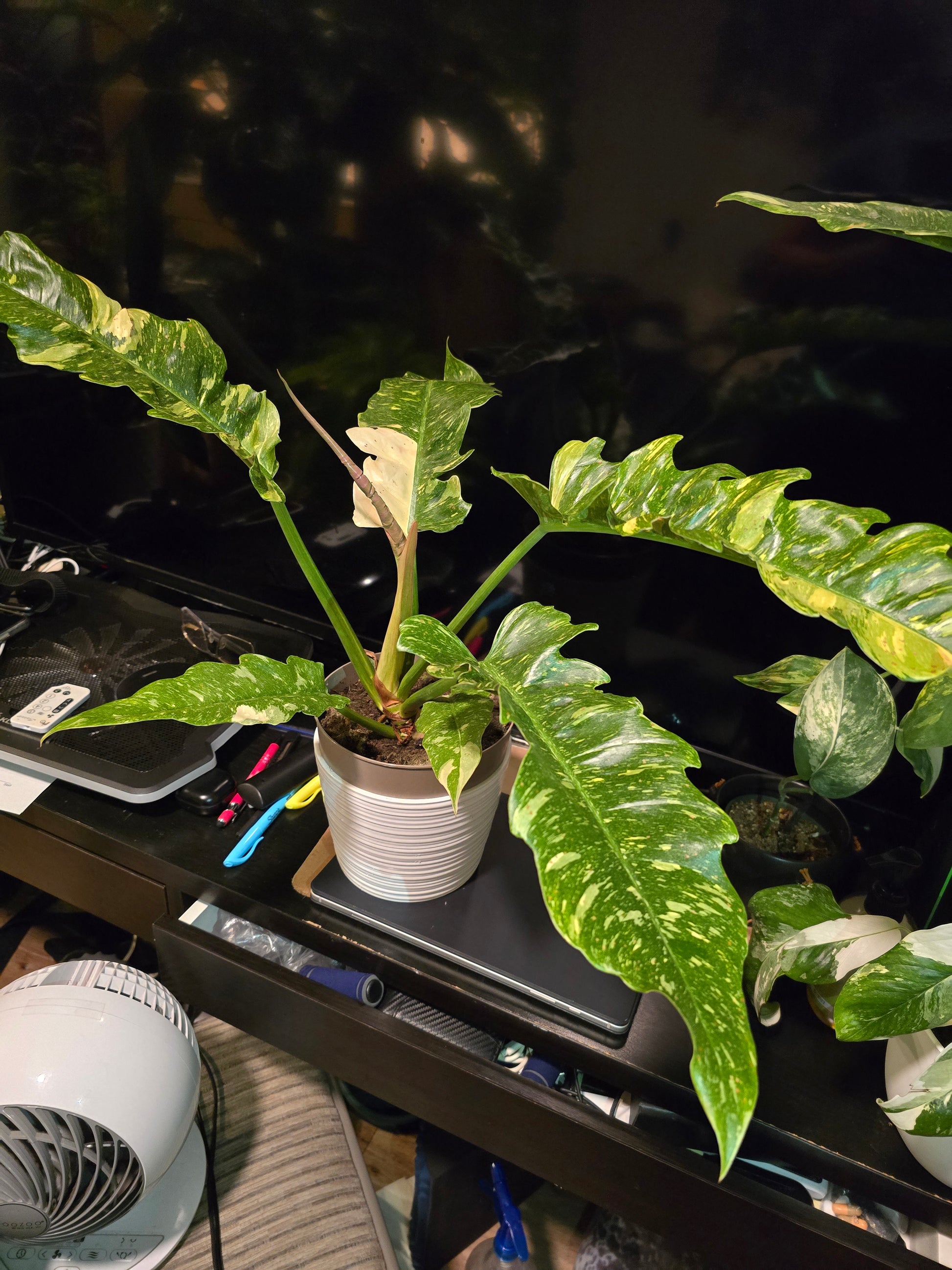8 inch Pot, Exact plant - Philodendron  'Ring Of Fire', indoor Good Quality picture taken Sep 22, 2024 - 🪴 Voelk Art & Plants Inc 🪴