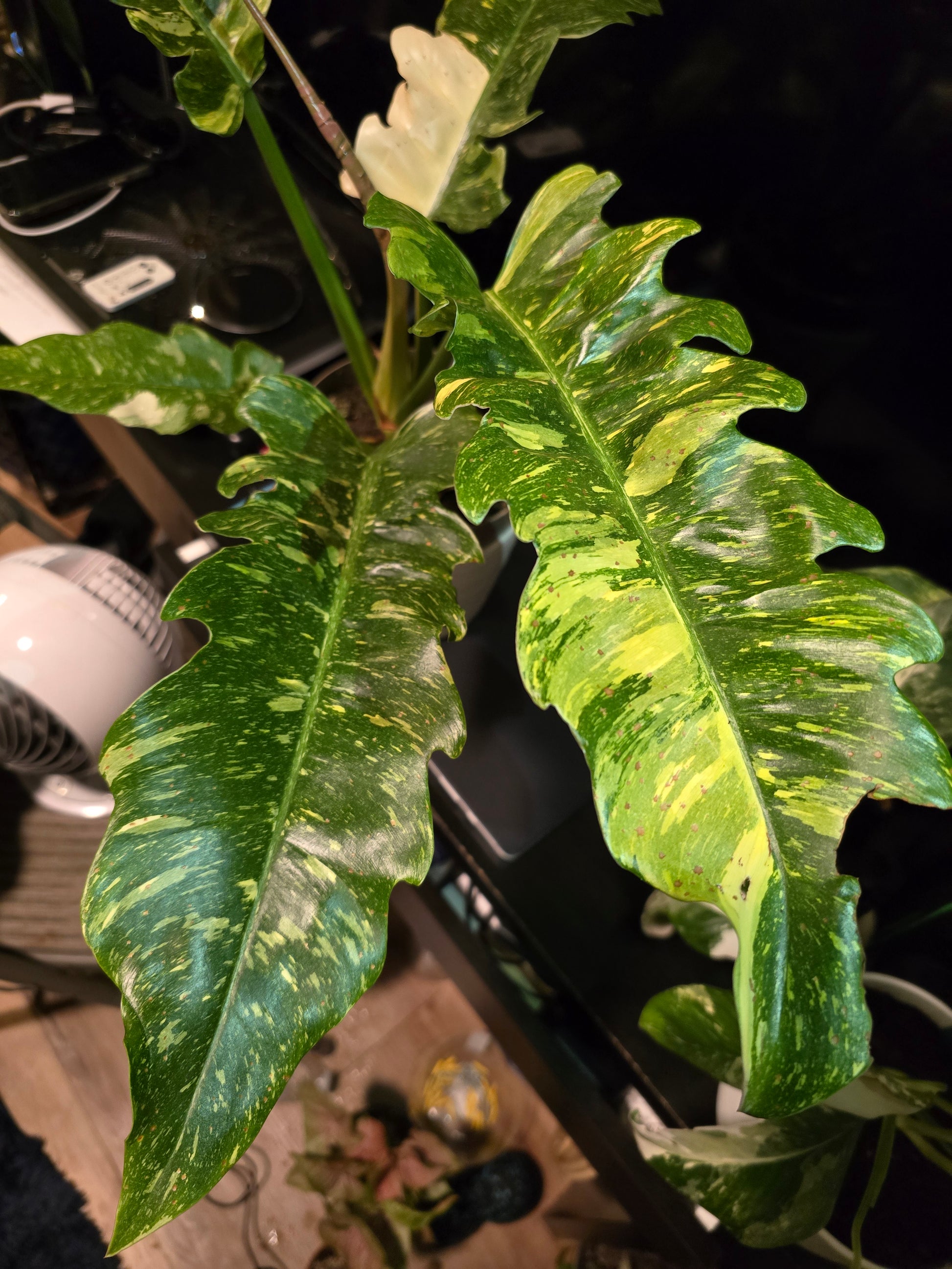 8 inch Pot, Exact plant - Philodendron  'Ring Of Fire', indoor Good Quality picture taken Sep 22, 2024 - 🪴 Voelk Art & Plants Inc 🪴